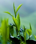 Tea leaves flourishing