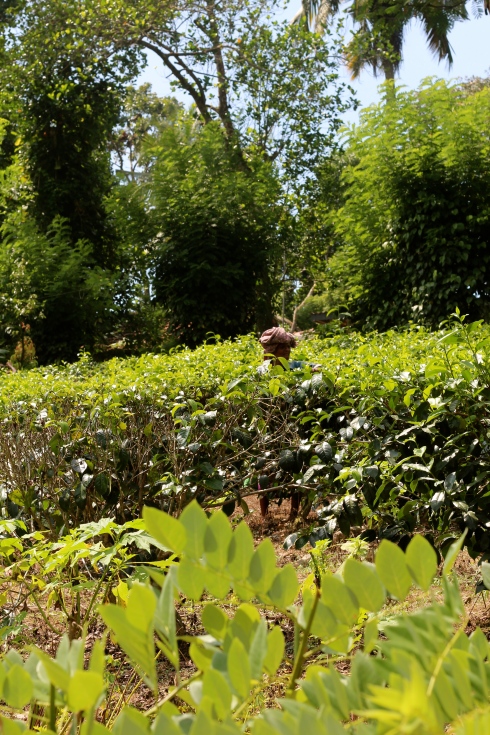 Sri Lanka tea